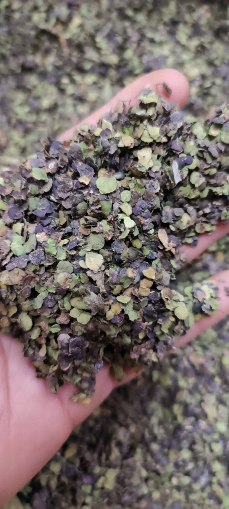 浮萍草浮萍紫背浮萍干货包邮量大从优一手货源