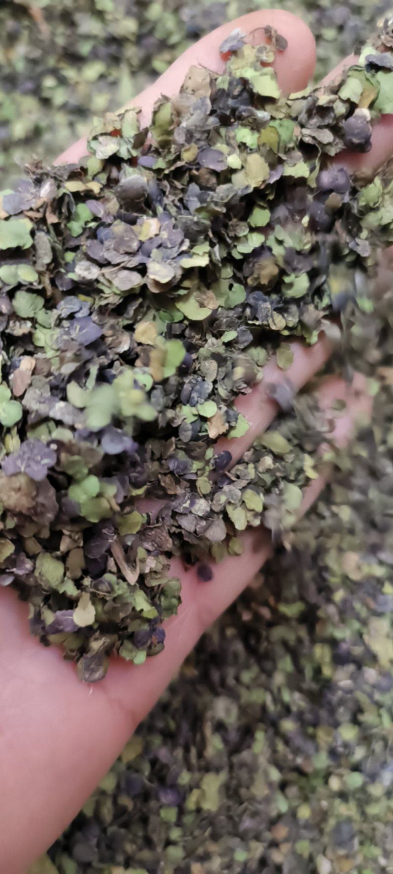 浮萍草浮萍紫背浮萍干货包邮量大从优一手货源