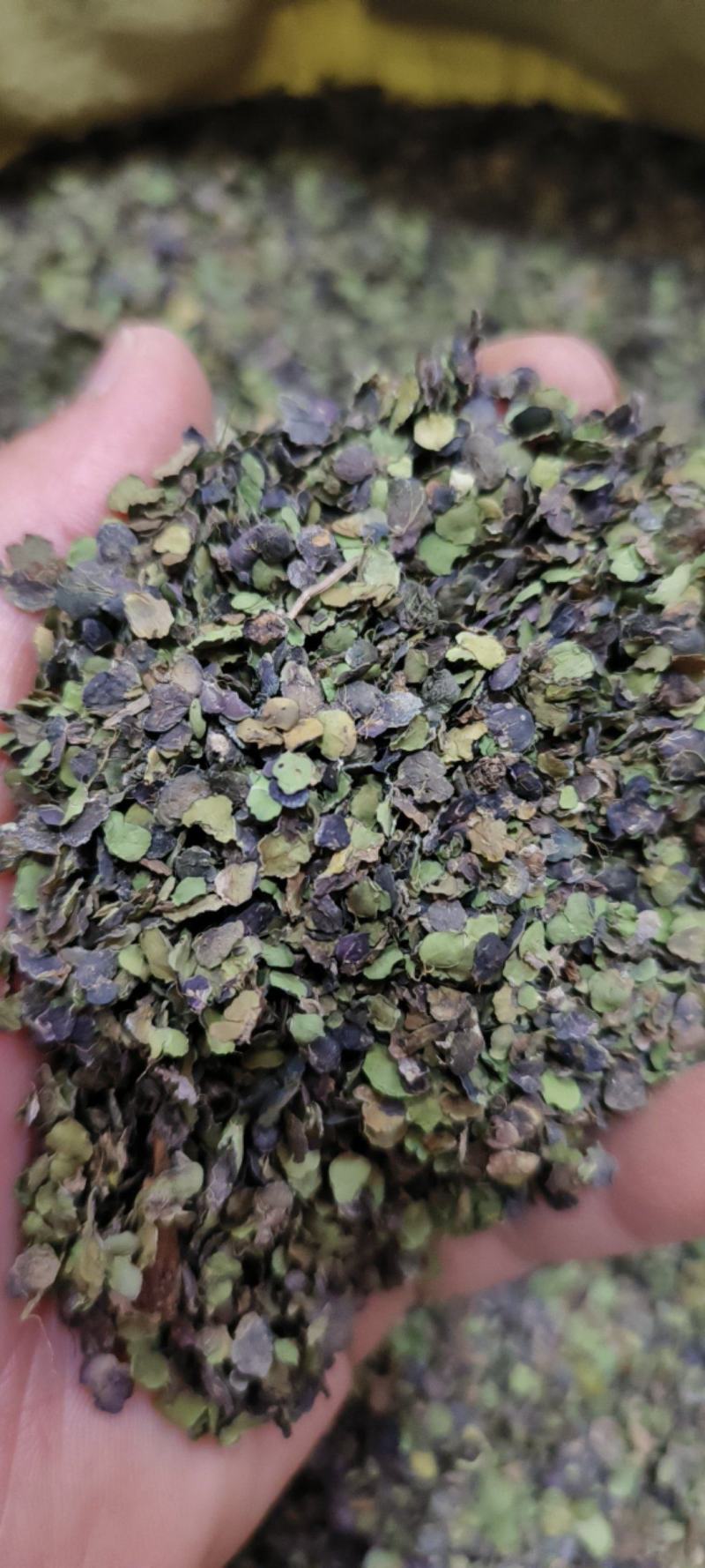 浮萍草浮萍紫背浮萍干货包邮量大从优一手货源