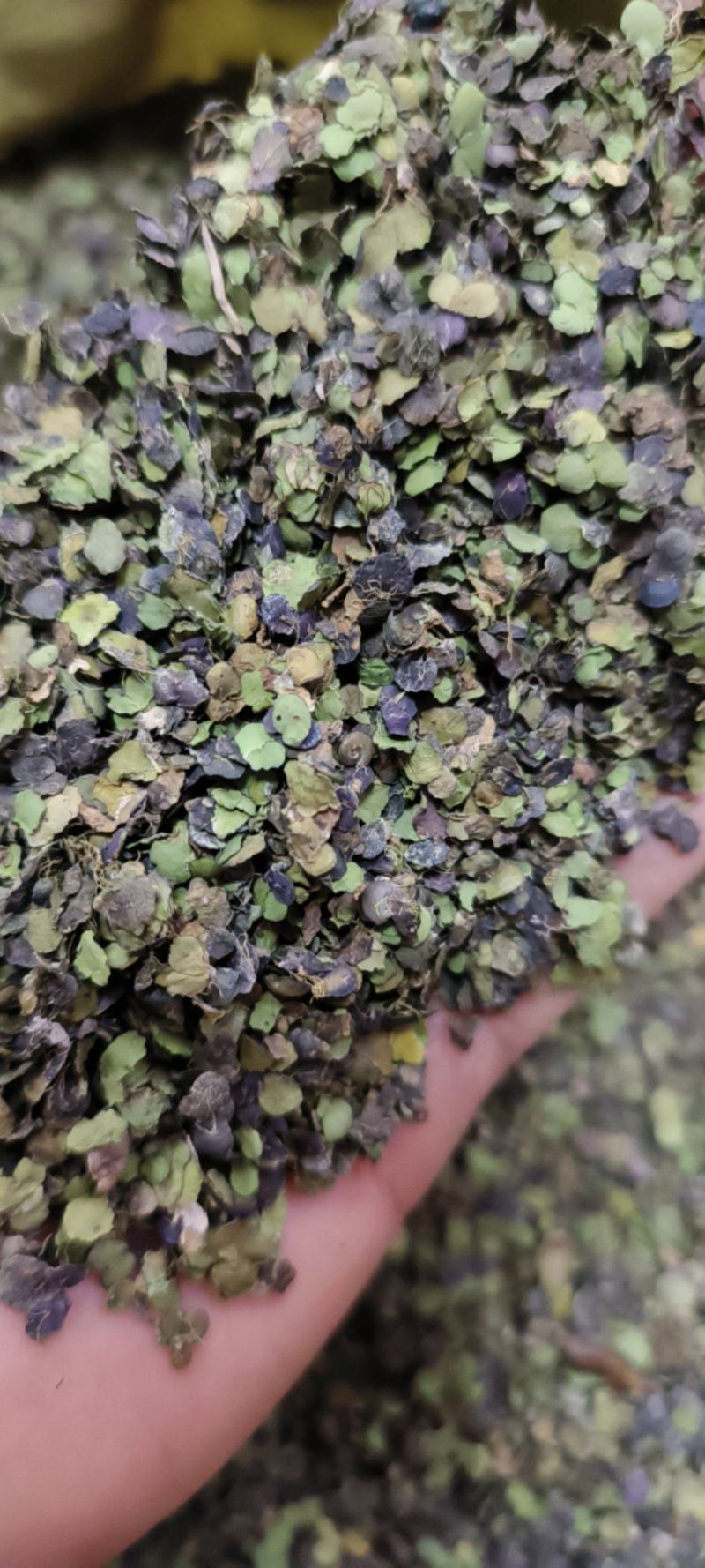 浮萍草浮萍紫背浮萍干货包邮量大从优一手货源