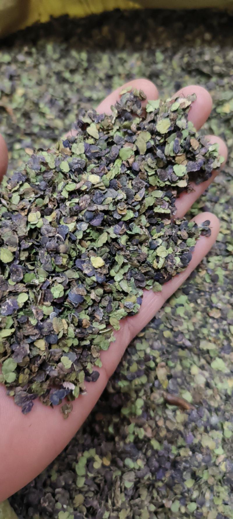 浮萍草浮萍紫背浮萍干货包邮量大从优一手货源