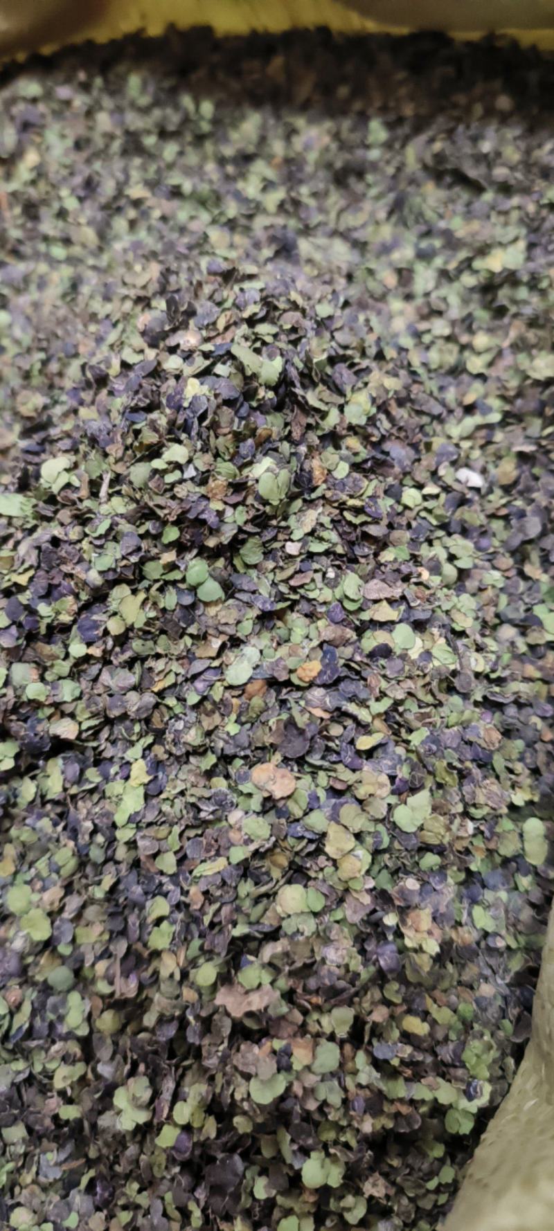 浮萍草浮萍紫背浮萍干货包邮量大从优一手货源