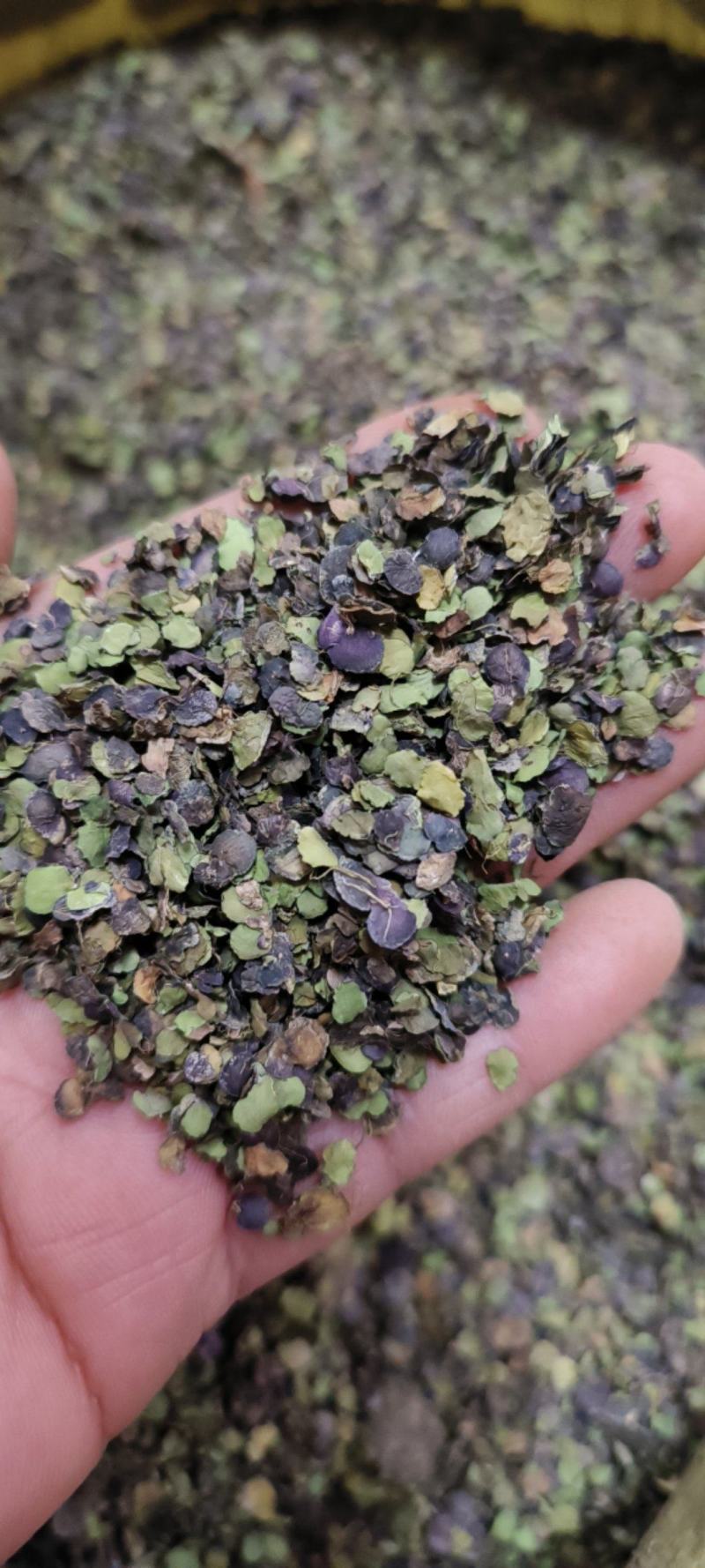 浮萍草浮萍紫背浮萍干货包邮量大从优一手货源