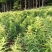 东北鸡头黄精，病害少，产量高，田间管理简单，适合多地区种