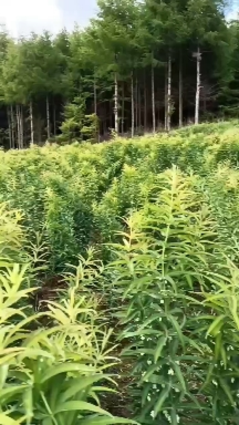 东北鸡头黄精，病害少，产量高，田间管理简单，适合多地区种