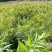 东北鸡头黄精，病害少，产量高，田间管理简单，适合多地区种