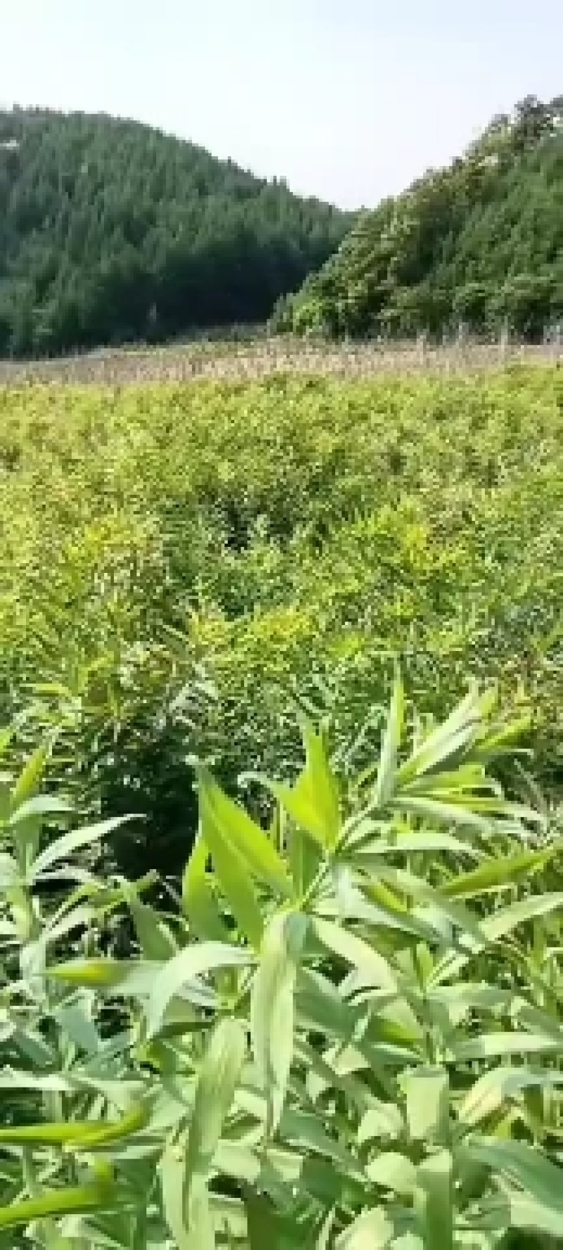 东北鸡头黄精，病害少，产量高，田间管理简单，适合多地区种