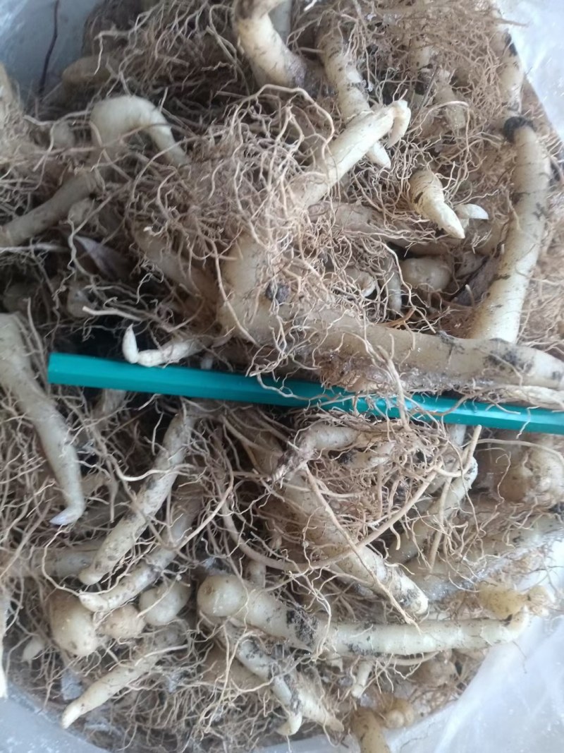 东北鸡头黄精，病害少，产量高，田间管理简单，适合多地区种