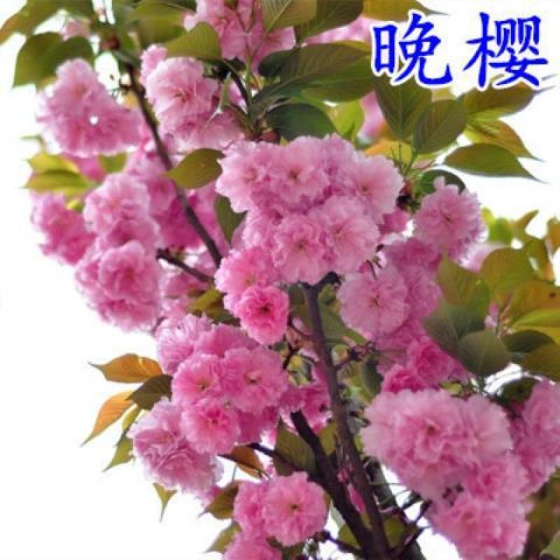 樱花树苗樱花苗嫁接日本樱花早樱晚樱地栽庭院绿化苗