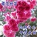 樱花树苗樱花苗嫁接日本樱花早樱晚樱地栽庭院绿化苗