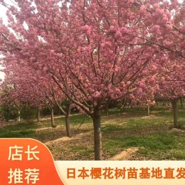 樱花树苗樱花苗嫁接日本樱花早樱晚樱地栽庭院绿化苗