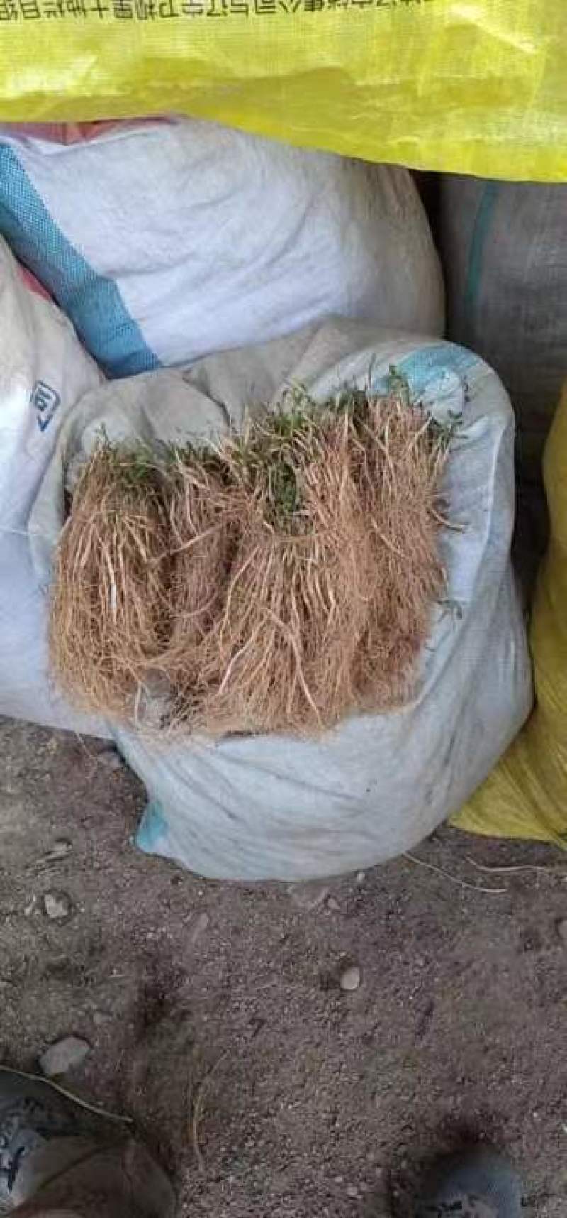 东北阔叶白鲜皮苗有，一年苗二年苗，具有耐严寒，病害少