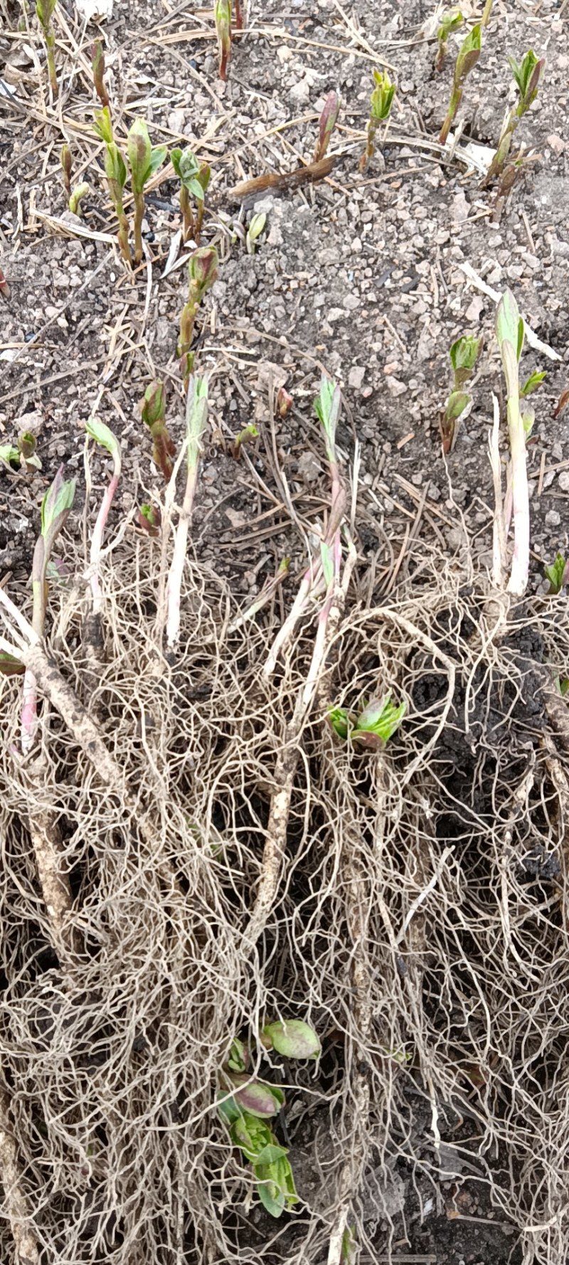 东北阔叶白鲜皮苗有，一年苗二年苗，具有耐严寒，病害少