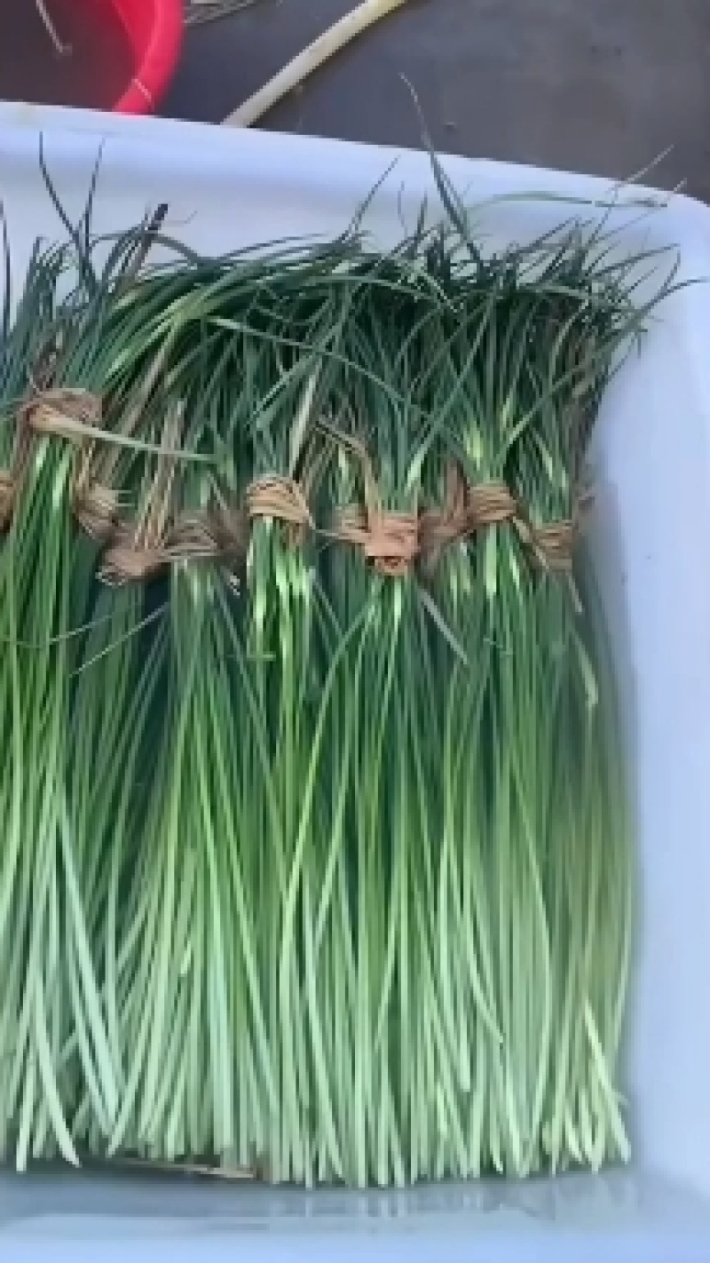 白帽蒜苔即将大量上市，产地直发，代收代存，