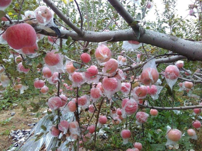 山西运城芮城红富士苹果