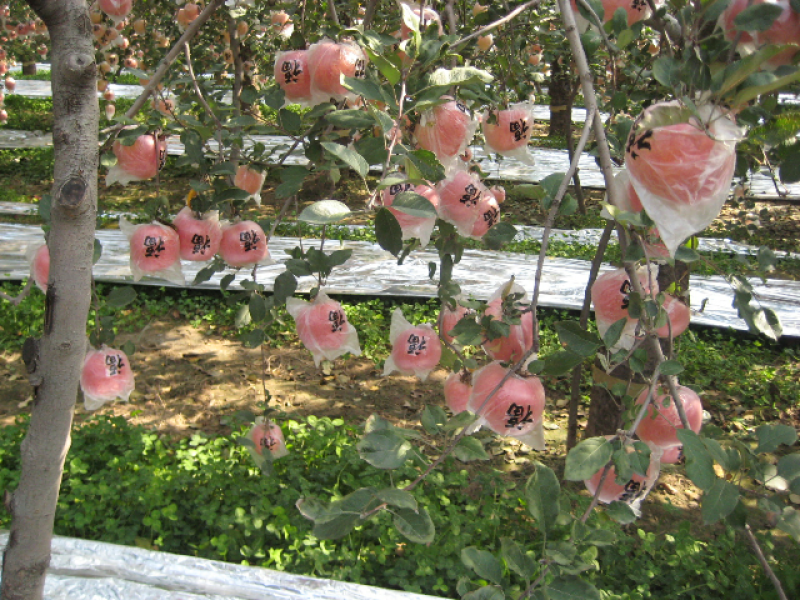山西运城芮城红富士苹果