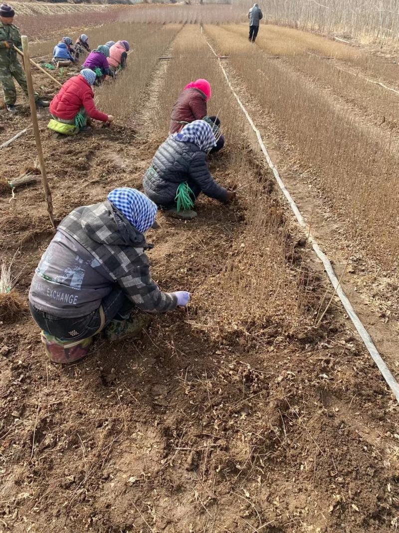 红丁香小苗红丁香苗丁香小苗建圃苗工程苗全国邮寄