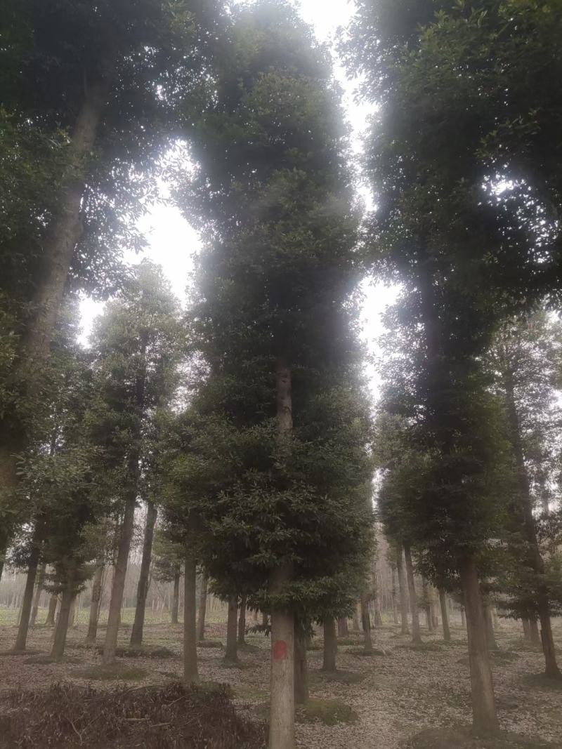 金丝楠木出售