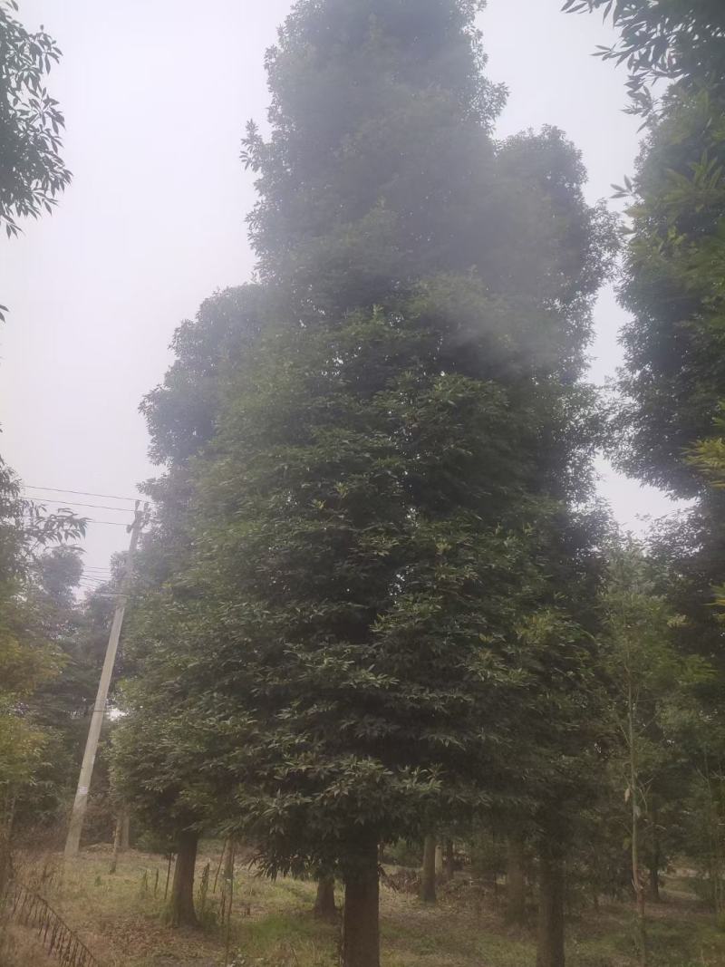 金丝楠木出售