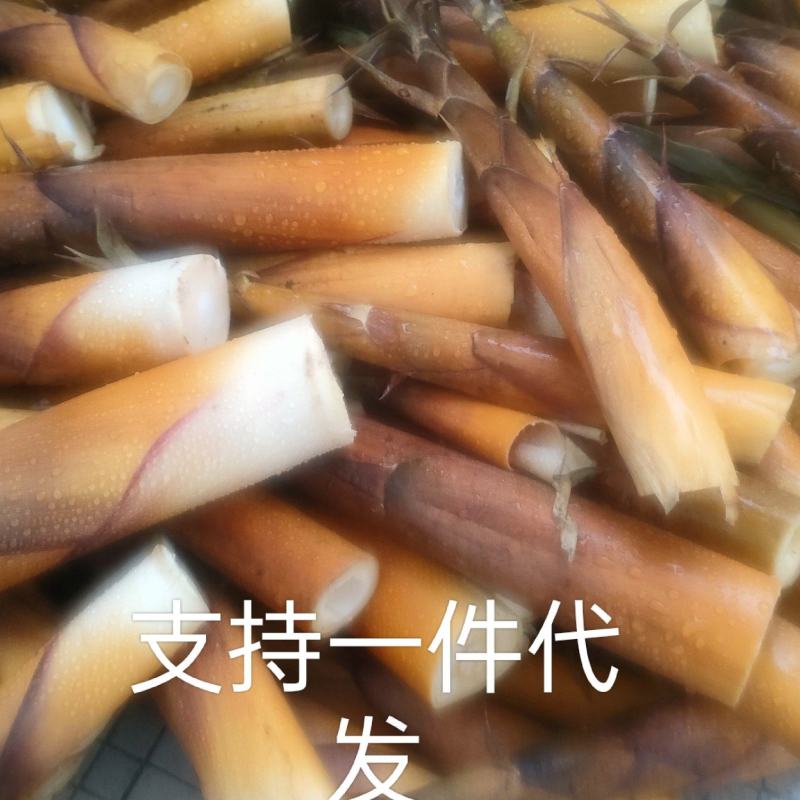 四川苦竹笋微苦已经上市支代一件代发