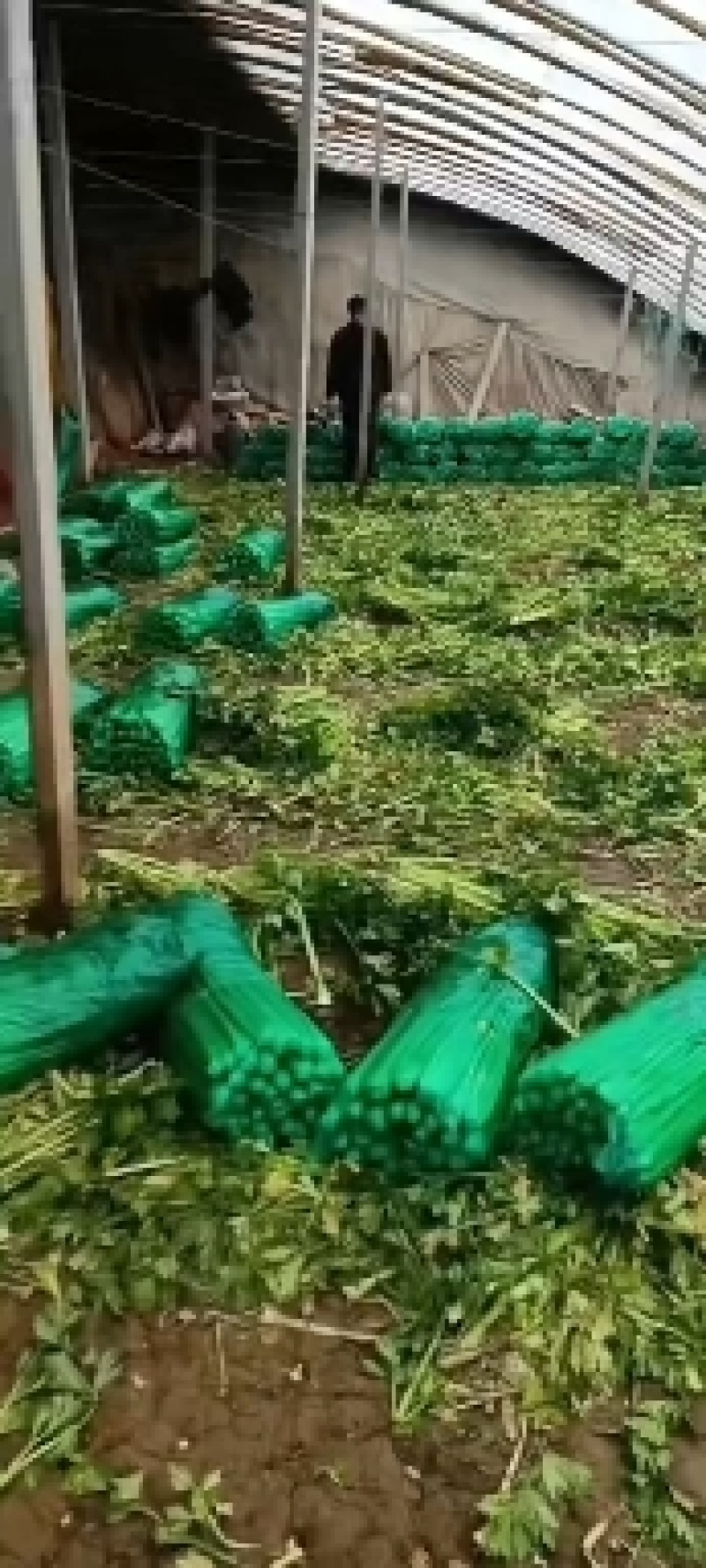 大棚精品芹菜