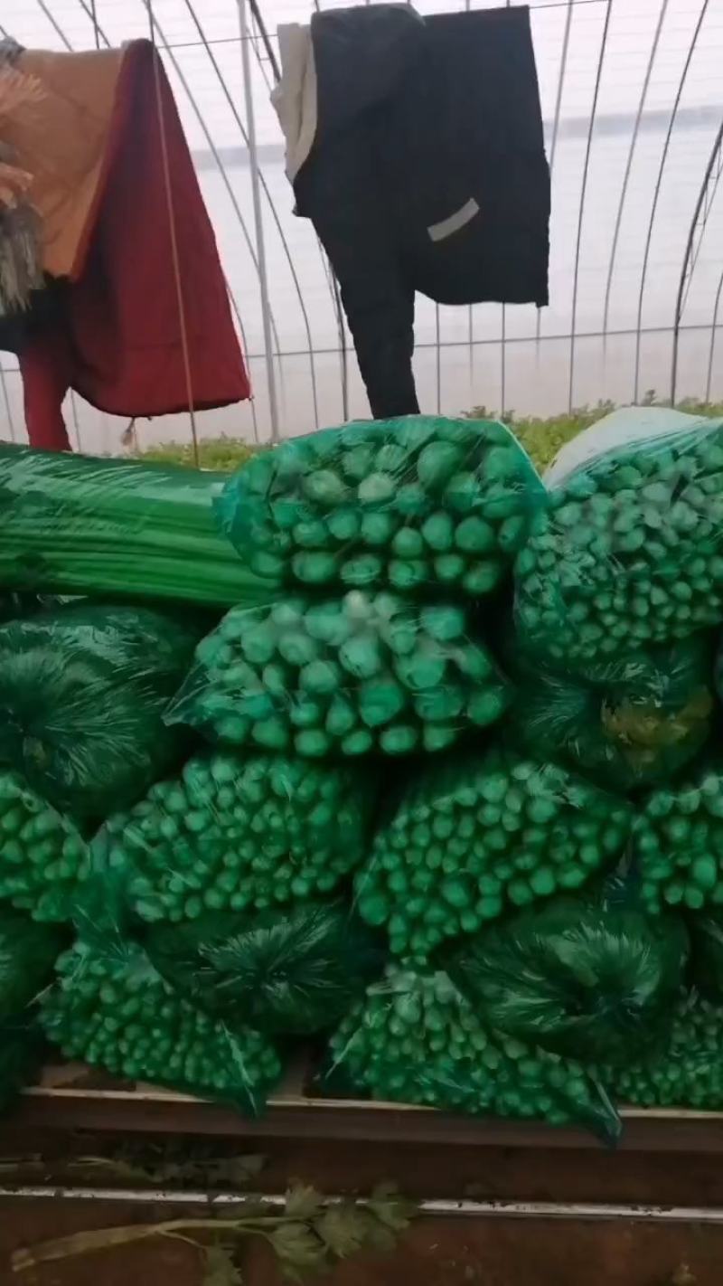 大棚精品芹菜