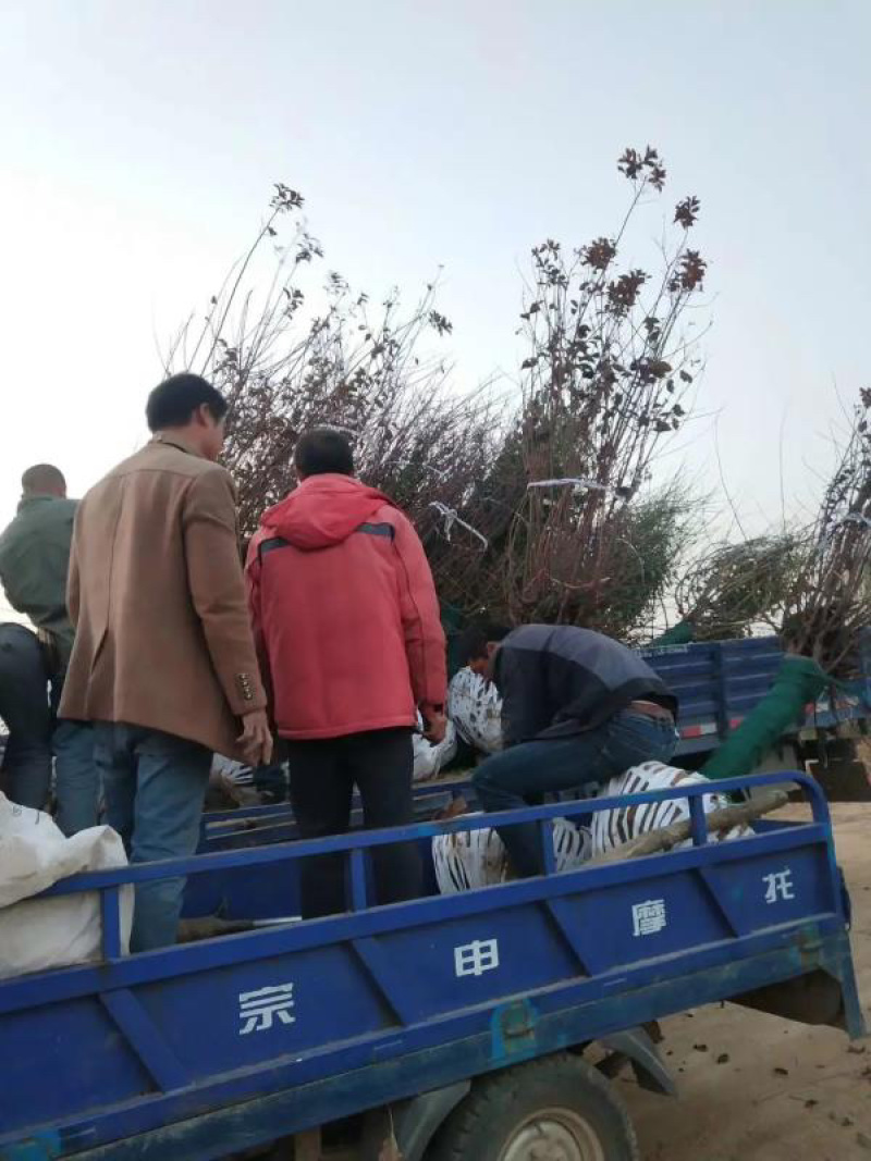 8公分榆叶梅嫁接榆叶梅分枝点统一杆直冒好规格齐全
