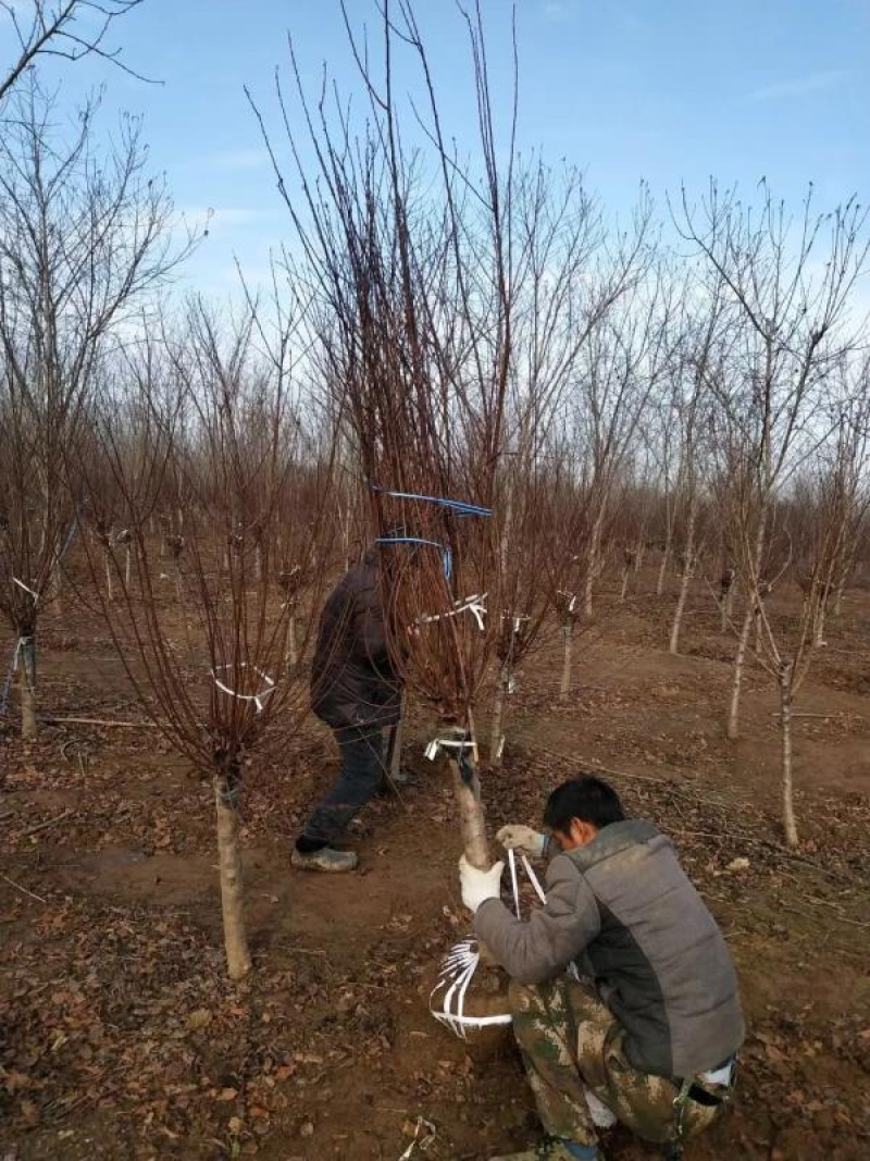 8公分榆叶梅嫁接榆叶梅分枝点统一杆直冒好规格齐全