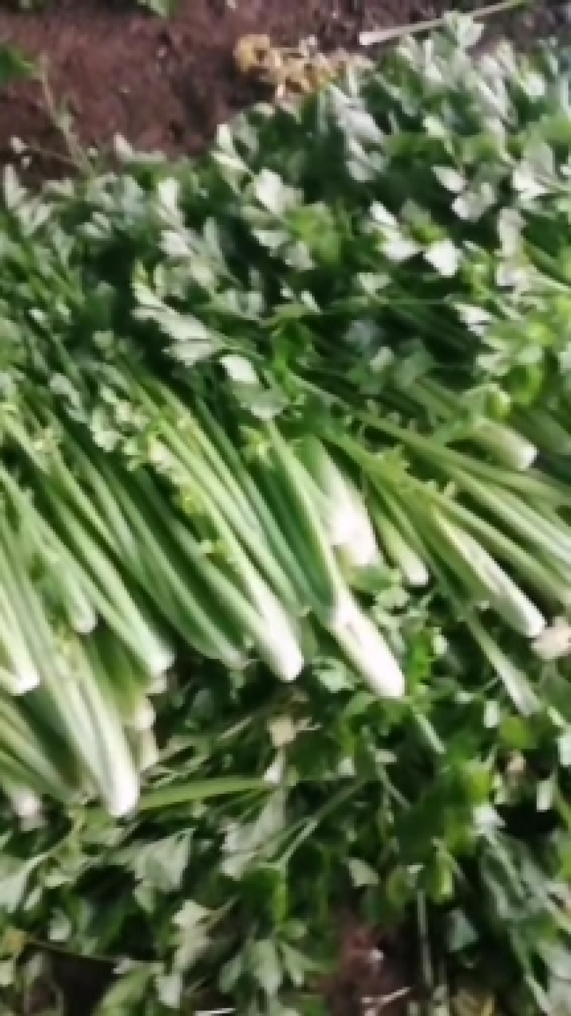 大棚精品芹菜