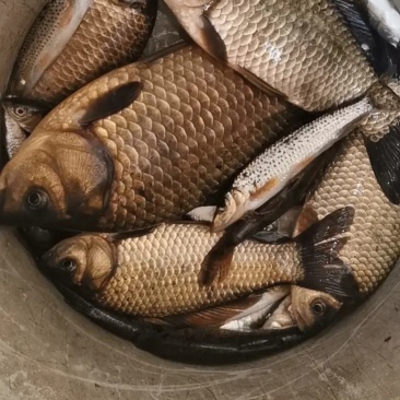 庄河鲫鱼