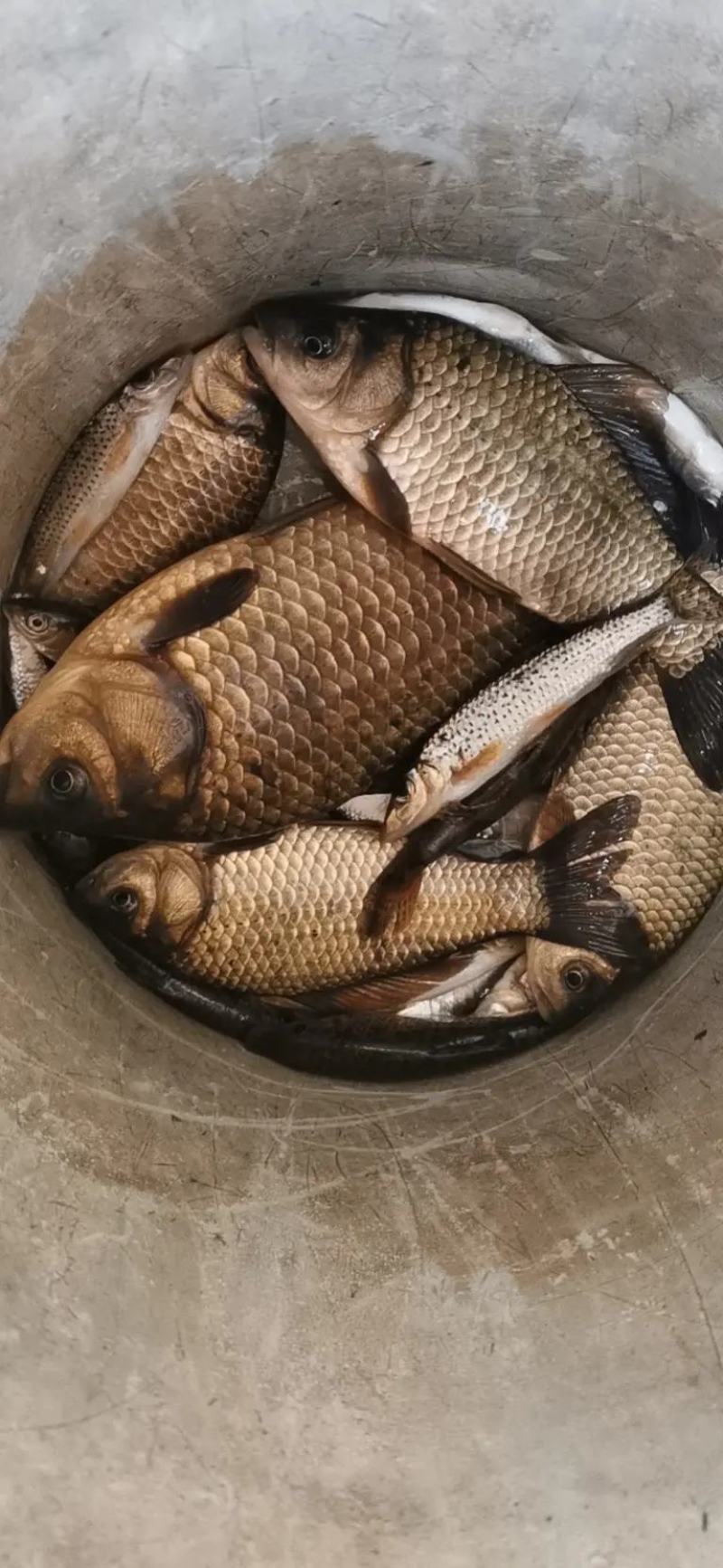 庄河鲫鱼