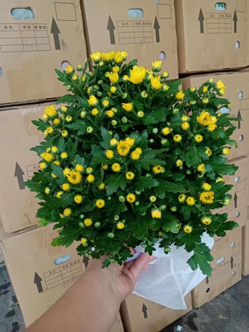 黄菊白菊清明菊高高品质菊美人菊水晶菊如意菊室内盆栽
