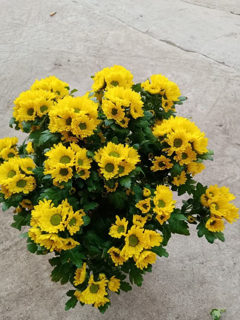 黄菊白菊清明菊高高品质菊美人菊水晶菊如意菊室内盆栽