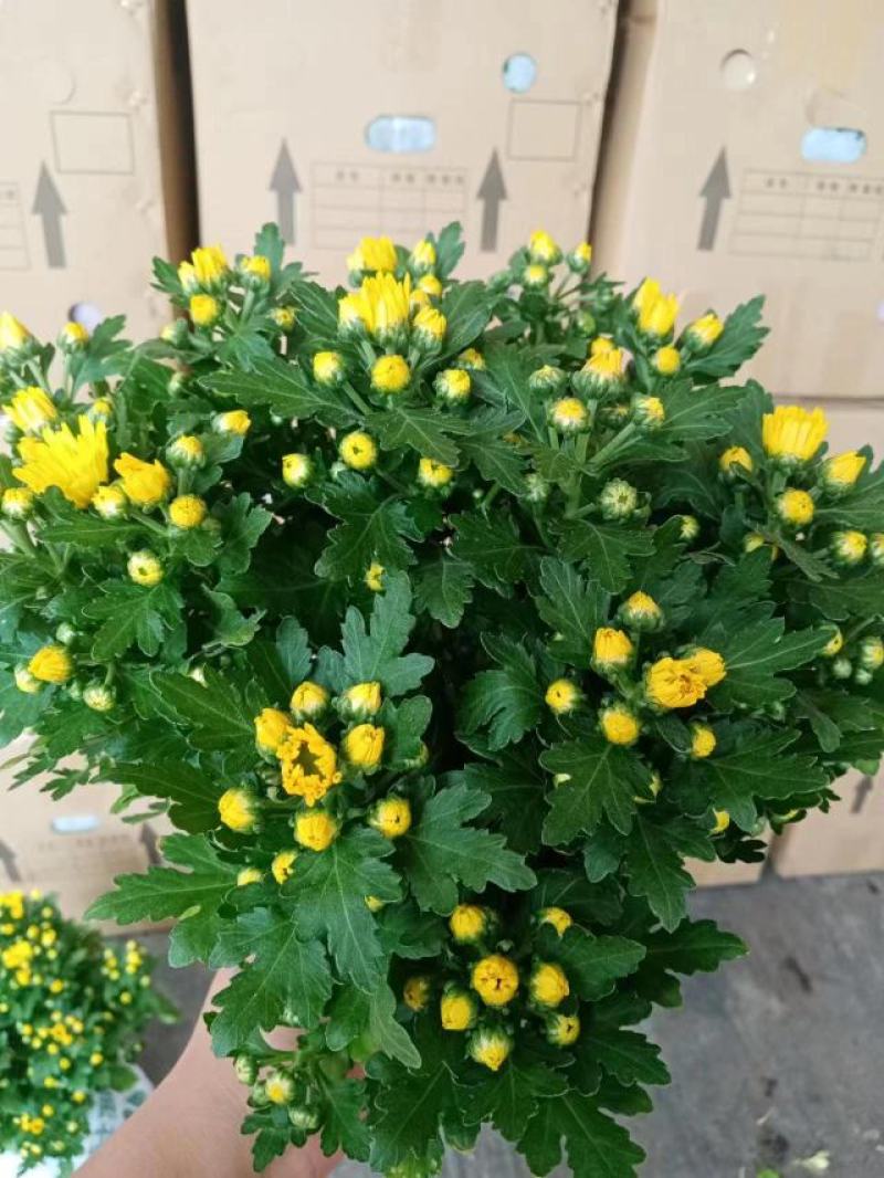 黄菊白菊清明菊高高品质菊美人菊水晶菊如意菊室内盆栽