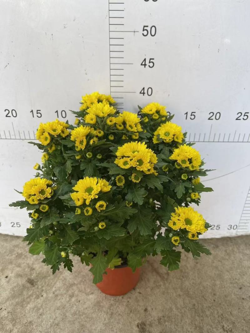 黄菊白菊清明菊高高品质菊美人菊水晶菊如意菊室内盆栽