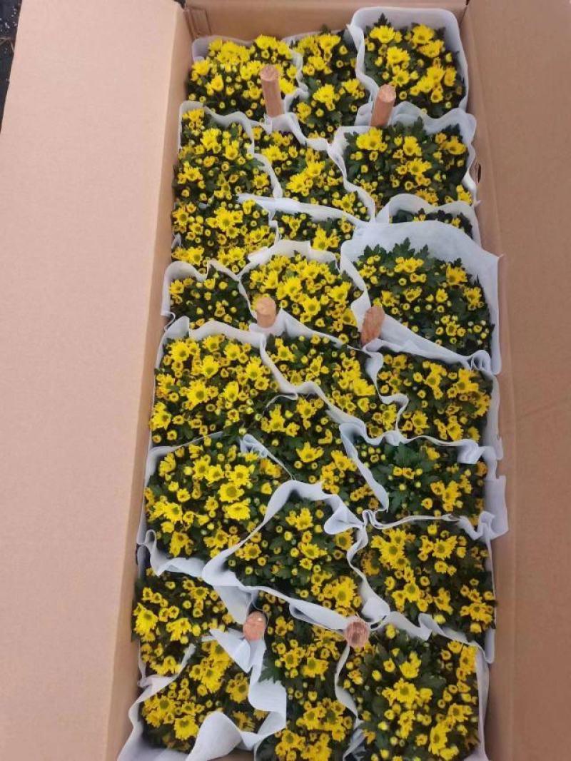 黄菊白菊清明菊高高品质菊美人菊水晶菊如意菊室内盆栽