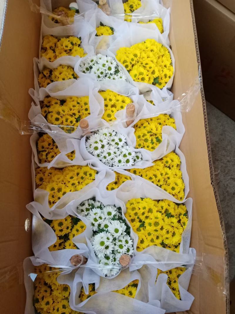 黄菊白菊清明菊高高品质菊美人菊水晶菊如意菊室内盆栽