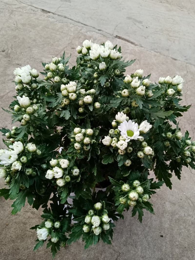 黄菊白菊清明菊高高品质菊美人菊水晶菊如意菊室内盆栽