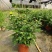 黄菊白菊清明菊高高品质菊美人菊水晶菊如意菊室内盆栽