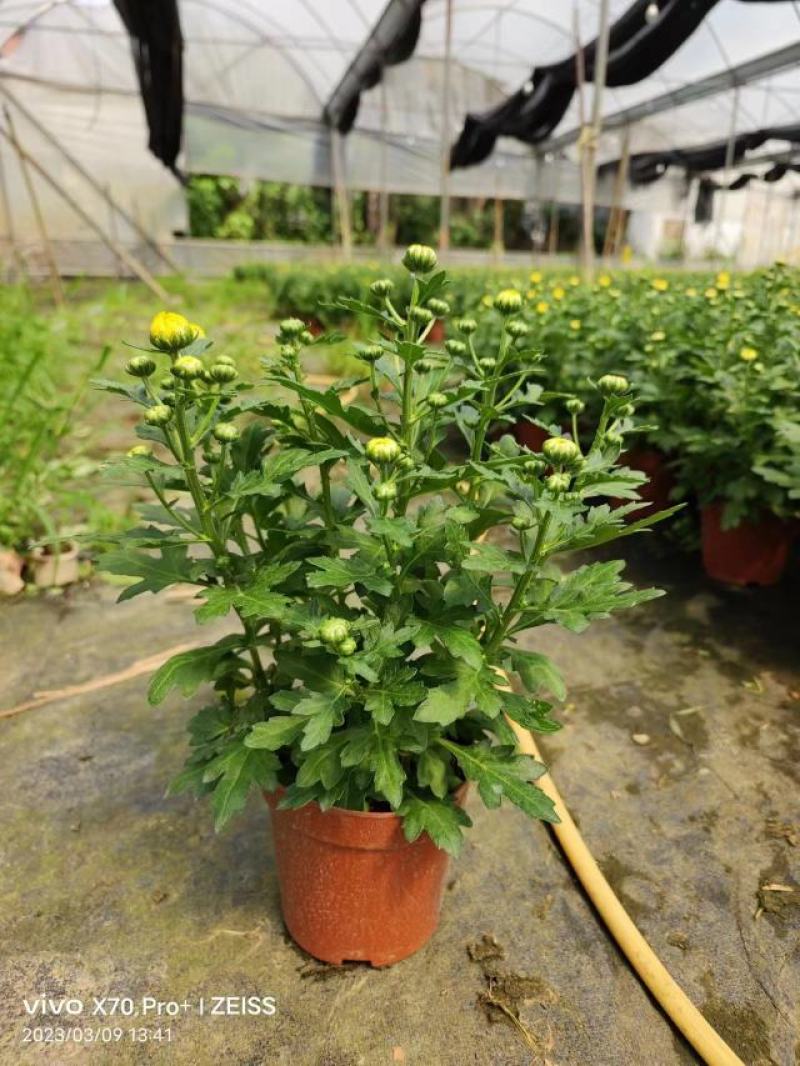 黄菊白菊清明菊高高品质菊美人菊水晶菊如意菊室内盆栽