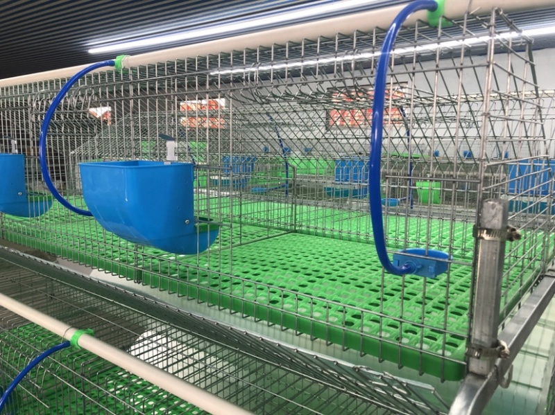 兔笼