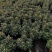 黄菊白菊清明菊高高品质菊美人菊水晶菊如意菊室内盆栽