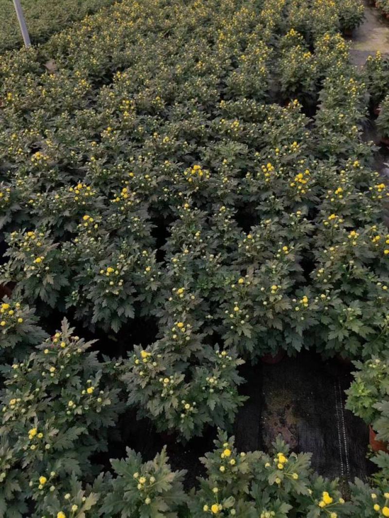 黄菊白菊清明菊高高品质菊美人菊水晶菊如意菊室内盆栽