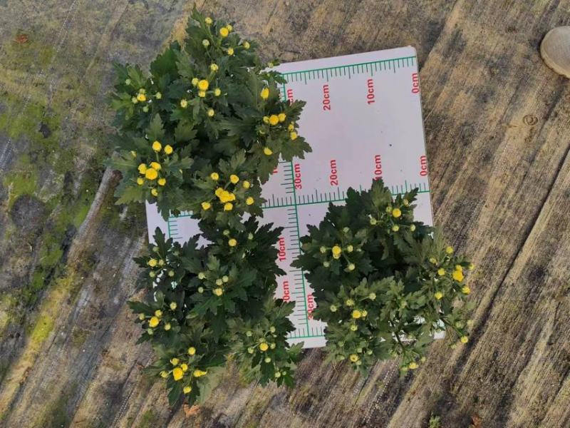 黄菊白菊清明菊高高品质菊美人菊水晶菊如意菊室内盆栽