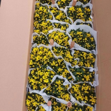 黄菊白菊清明菊高高品质菊美人菊水晶菊如意菊室内盆栽
