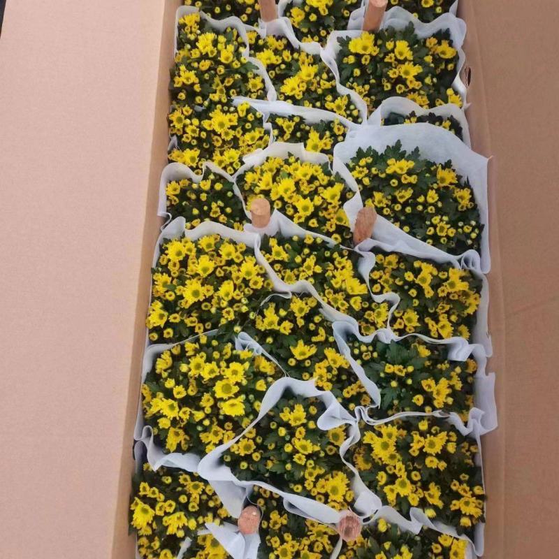 黄菊白菊清明菊高高品质菊美人菊水晶菊如意菊室内盆栽