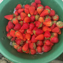 自家种青浦白鹤有机草莓