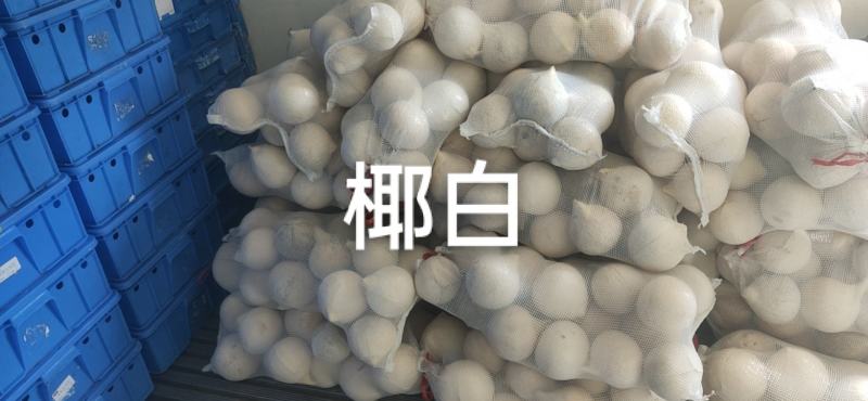 海南椰青椰子热销海南椰子长期有货原地直发量大