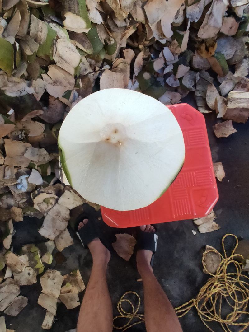 海南椰青椰子热销海南椰子长期有货原地直发量大