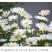 洋甘菊花种籽四季播种开花易活阳台庭院白晶菊种子小雏菊种籽